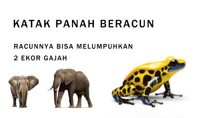 panah beracun kuno