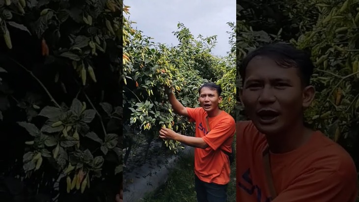senjata kaliber tinggi
